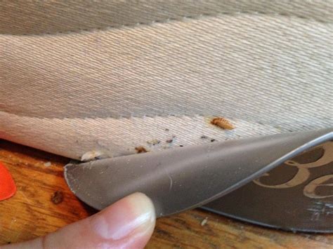 Bed bugs in carpet. Things To Know About Bed bugs in carpet. 